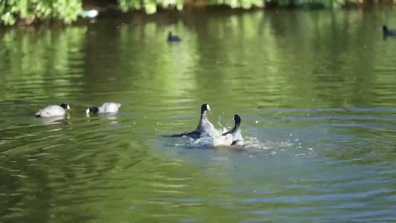 american coots fighting over territory boundaries