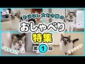 お話大好き猫のおしゃべり声を集めてみました