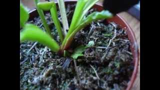 Tri Trap On My Venus Flytrap