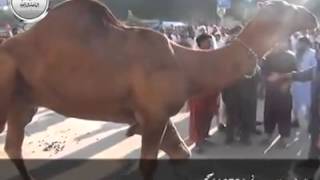 Camel Sacrifice on 4th Day of Eid SUNNAH Qurbani