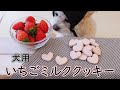 チワプーと作る犬用おやつ 「ハートの犬用いちごミルククッキー」の手作りレシピ【バレンタイン】