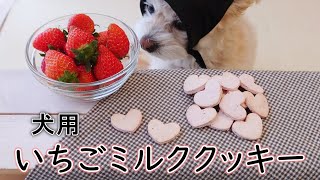チワプーと作る犬用おやつ 「ハートの犬用いちごミルククッキー」の手作りレシピ【バレンタイン】