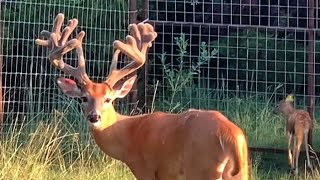 Recap! Giant Deer Antlers Growing for 15 Weeks