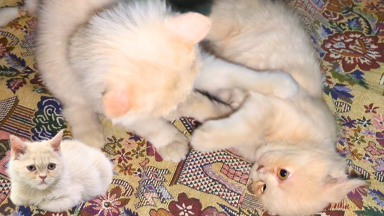 Cute kitten brothers, it's hard to tell if they're playing or fighting...