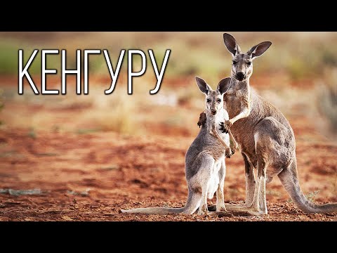 Видео: Какой кенгуру является национальным символом Австралии?