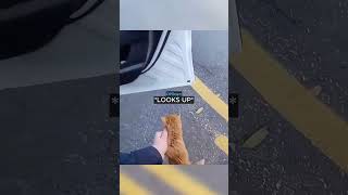 Stray Kitten Gets Arrested By Cop