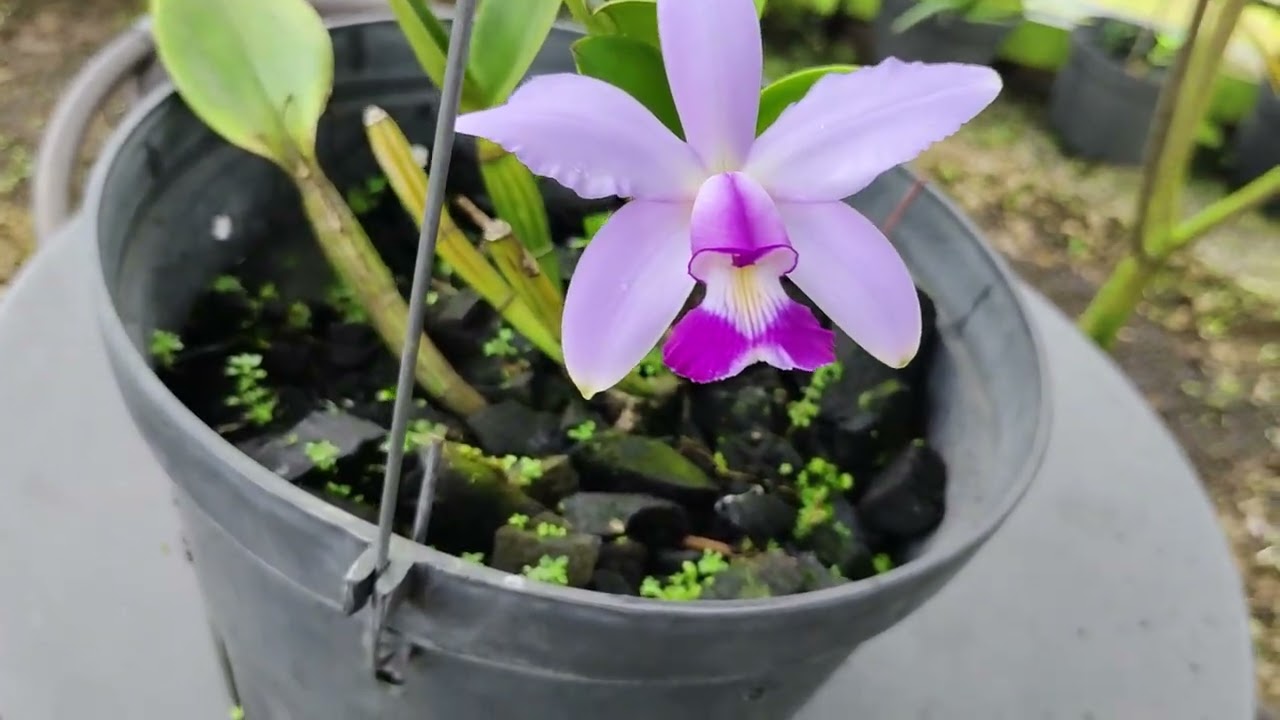 Cattleya violacea coerulea KS1 x KS2 