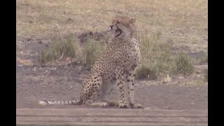 Cheetah Calls Brother With Jackal Interaction | Kruger National Park Resimi