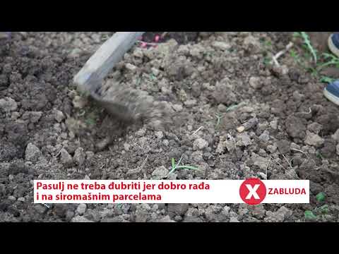 Video: Adzuki pasulj Njega i žetva - savjeti kako uzgajati Adzuki pasulj