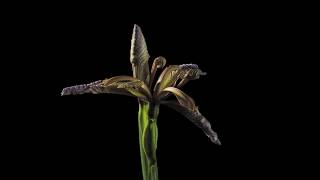 Iris foetidissima flower time lapse