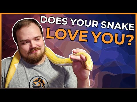 Are Ball Pythons Capable of Feeling Love?