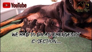 Whelping our 'E' Rottweiler Litter (WILLOW & SARGENT 2022)