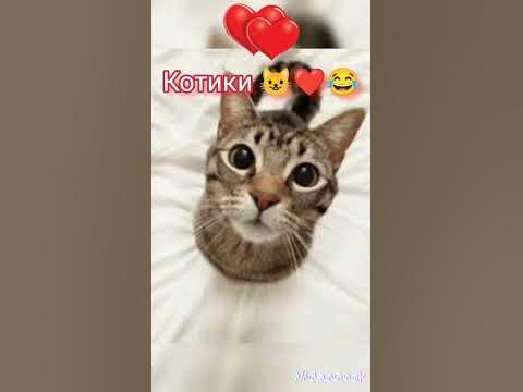смешные котики 😺 😂 - YouTube