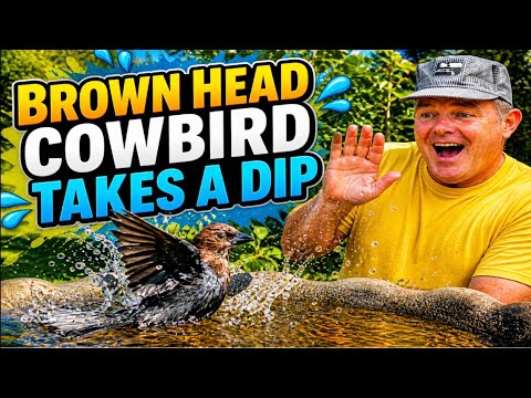 Brown Head Cowbird Takes A Dip