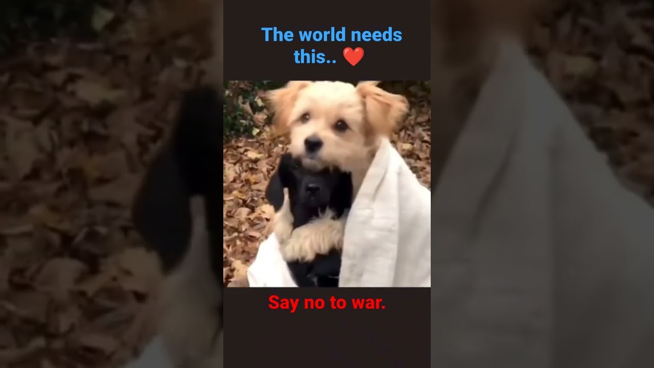 The world needs this.. ❤️