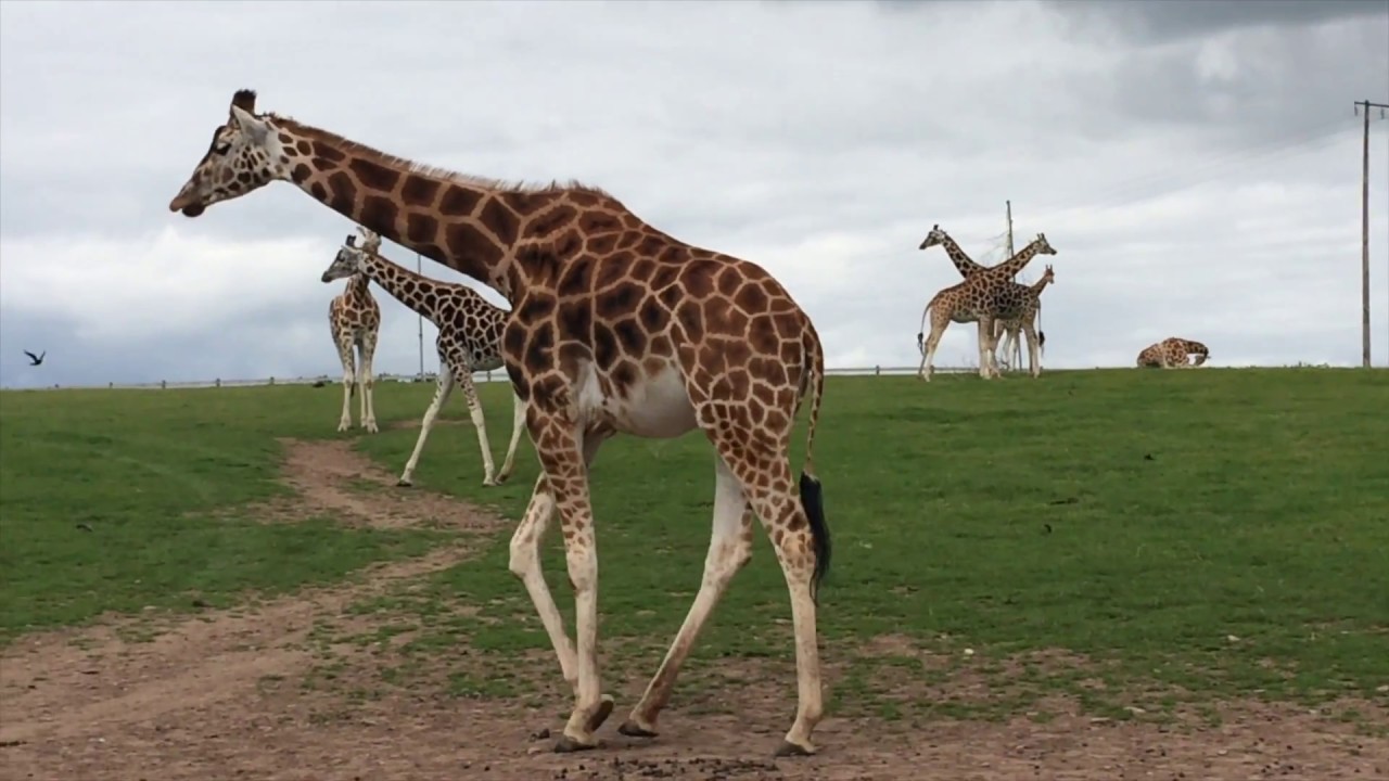 FOTA ZOO CORK, IRELAND, FOTA ISLAND, NURSERY RHYMES