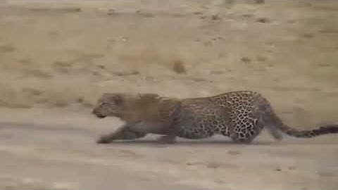 Capuchin Monkey Save Mouse From Banded Krait Snake Hunt - Amazing Python vs Big Cat