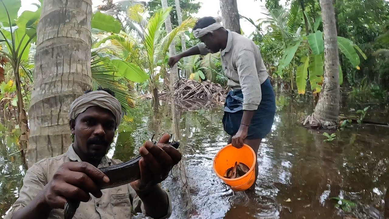 പറമ്പിലെ മീൻ വേട്ട🐬😱traditional fishing|kuttanad village fishing|net fishing|kerala fishing|nadan||🐬