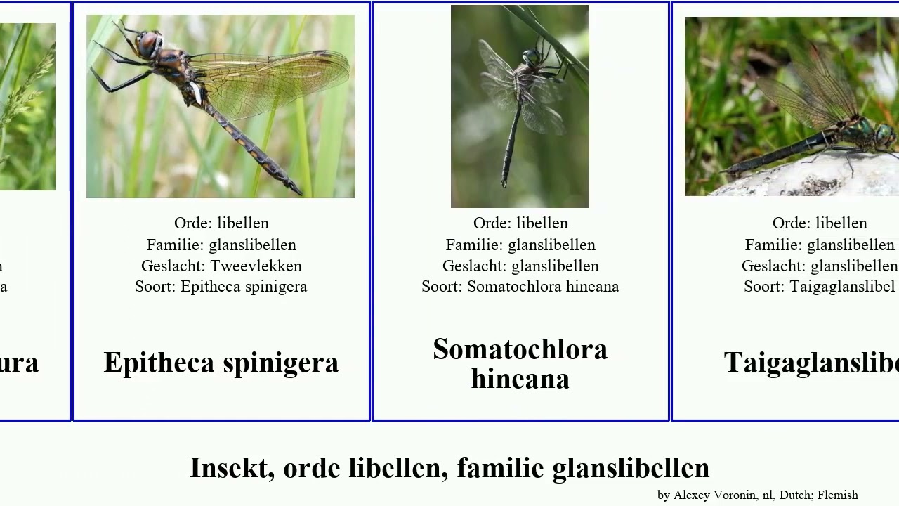 Insekt, orde libellen, familie glanslibellen insect Epitheca Bulgaarse petechialis Odonata Chris