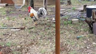 Cream Leg Bar rooster and friends