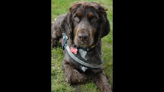 Charlie & Me review Curraghchase Campsite Co. Limerick CLOSED DOWN 2023