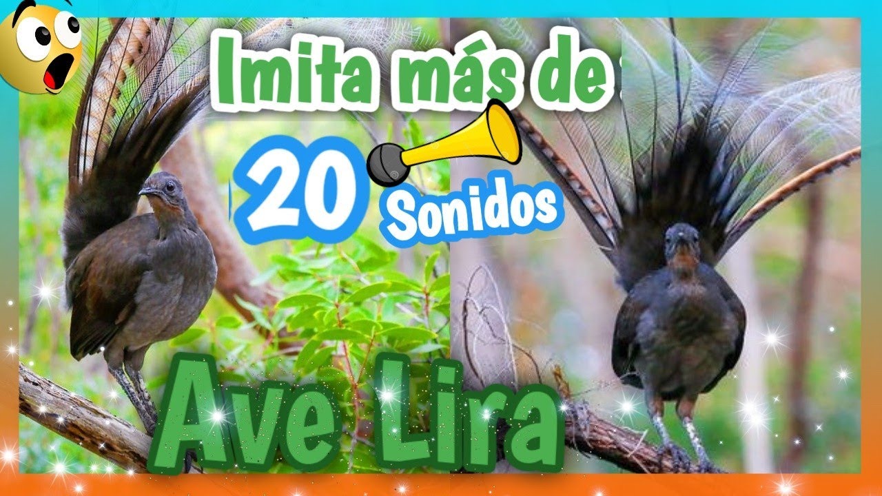 AVE LIRA Imitando Voz Humana 😱😱 y ¡¡20 SONIDOS MAS!! YouTube