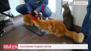 В котокафе раздают котов В котокафе раздают котов