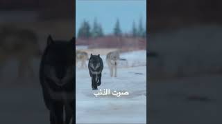 صوت الذئب Wolf sound