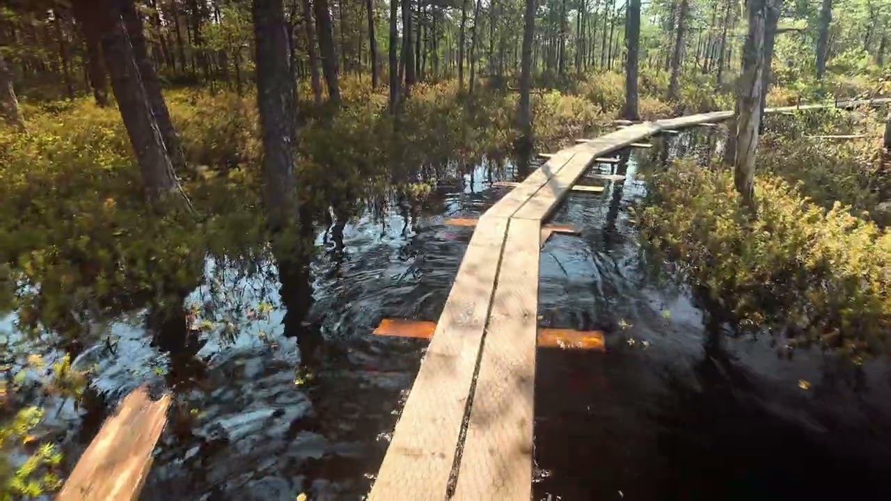 Swamp trail walk in Estonia.