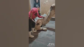 ذبح جمل 