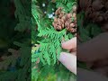 Northern White Cedar Thuja Occidentalis 