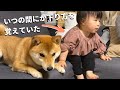 得意げにソファを下りる柴犬と、隣でなぜか下り方をマスターしていた1歳娘