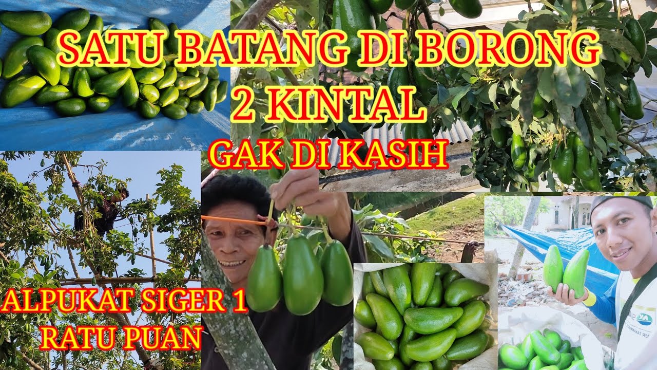 SATU BATANG DI BORONG 2 KINTAL GAK DI KASIH, ALPUKAT SIGER 1 RATU PUAN.