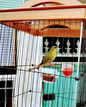 Burung Pleci Dakun Pacitan