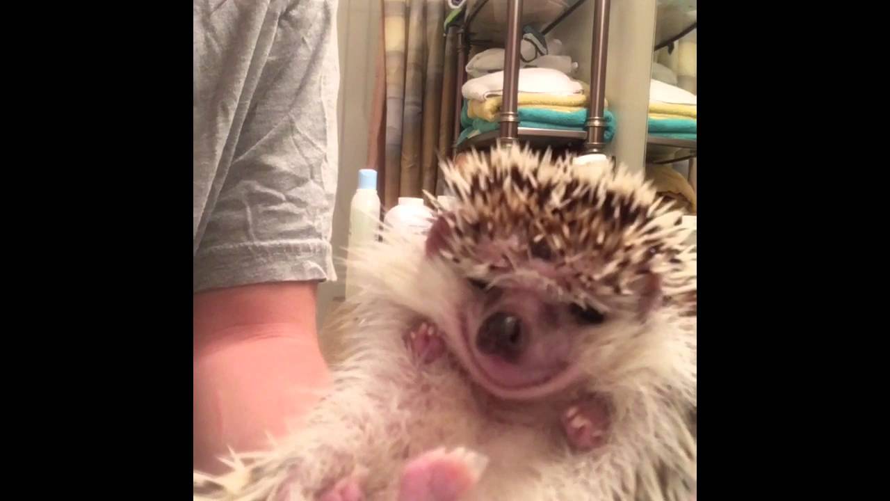Hedgehog Gets Nails Clipped YouTube