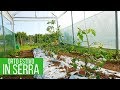 Coltivare i pomodori in SERRA