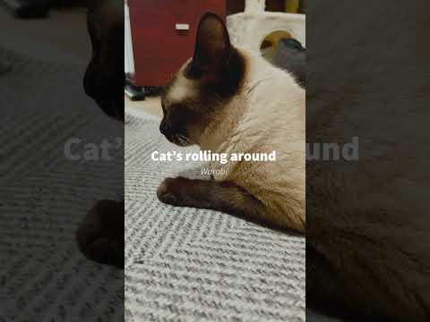 猫のごろん - Cat’s rolling around in slow - #shorts