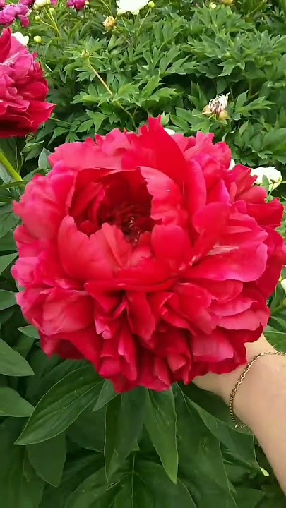 Тhe biggest peony flowers!😳| #shorts #gardening #beautiful #flowers #amazing