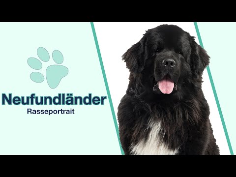 Video: Gemeinsame Hund Shampoo Zutaten