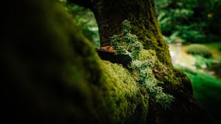 Cannabonsai Stream 04/06/22