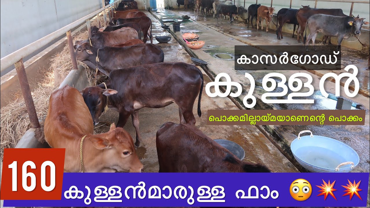 EP-138 CATTLE FARM BADIYADKA | കാസർഗോഡ് കുള്ളൻ | Kasargod DARF #kerala_round_up