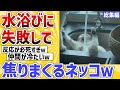 【2ch動物スレ】冷水と知らずに水浴びした猫→パニックでヤバイことにｗ【総集編】