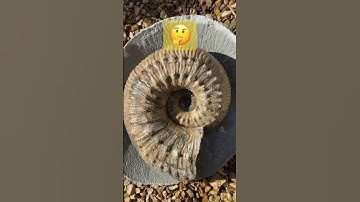 I can’t believe the large size of this fossil ammonite!🤗#shorts#ammonite