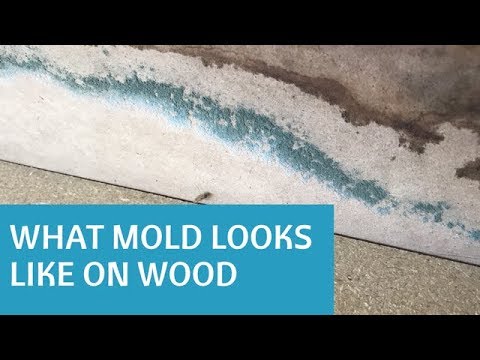 What Does Mold Look Like on Wood? - YouTube