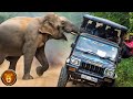 Schiefgelaufene Safari Begegnungen die mit der Kamera festgehalten wurden