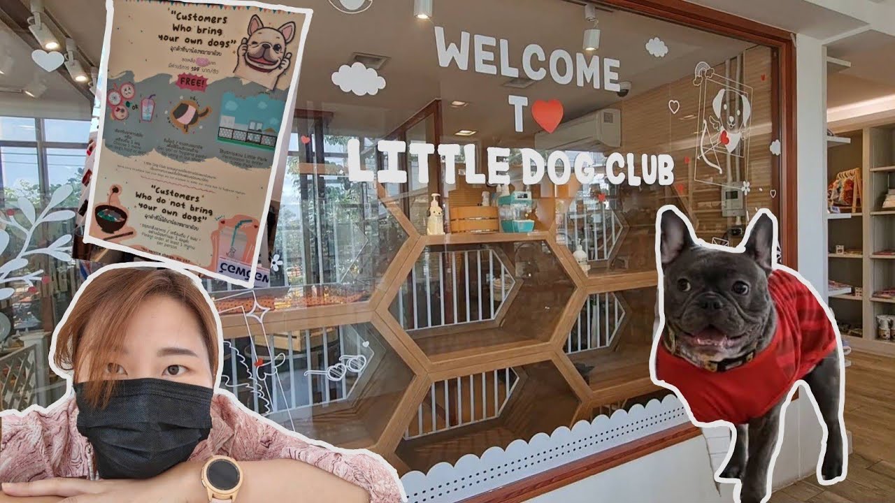 Little dog club คาเฟ่หมา น่ารักๆ ที่ลาดพร้าว 54 YouTube