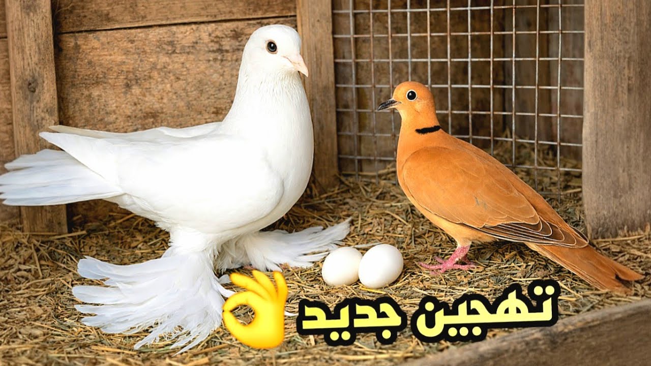 تهجين الحمام مع اليمام 😯شوف حصل ايه😍