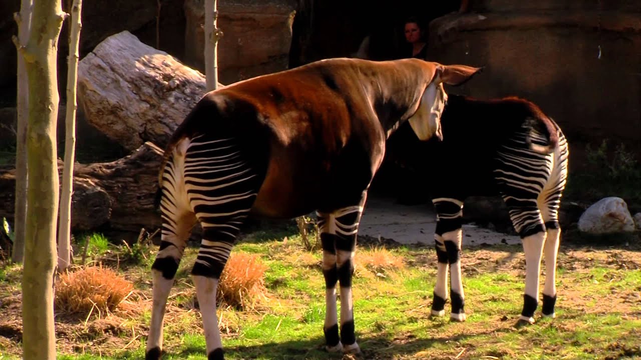 Baby Okapi 1st Day Out Cincinnati Zoo YouTube