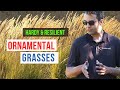 TOP 3 Perennial Ornamental Grass | Alberta Gardening Guide