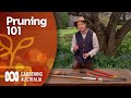 Everything you need to know to start pruning | Gardening 101 | Gardening Australia